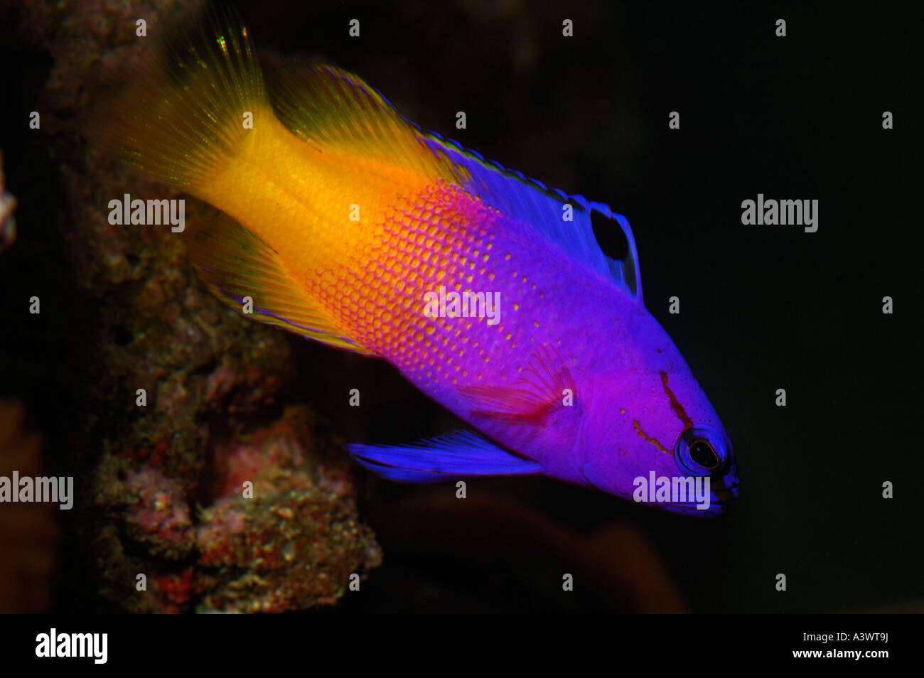 Gramma Royal ou Fairy Basslet Gramma Loreto Caraïbes Banque D'Images