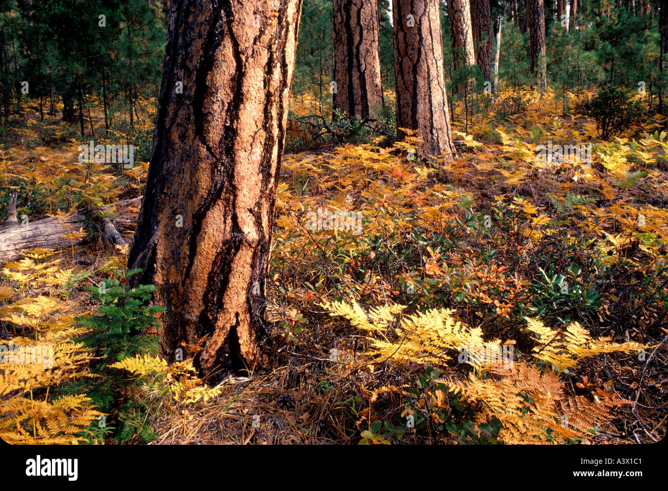 V00091 tif le pin ponderosa et arbre automne fougères colorés près du Camp Sherman Oregon Banque D'Images