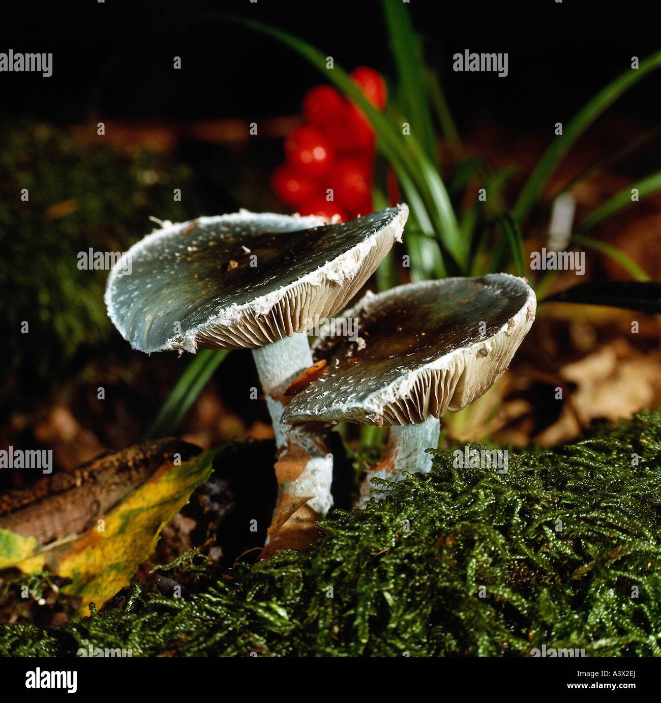 Botanique, champignons, Strophoria, Bleu, Roundhead (Strophoria caerulea), deux blue Stropharia dans Moss, mangeable, champignons comestibles, mushroo Banque D'Images