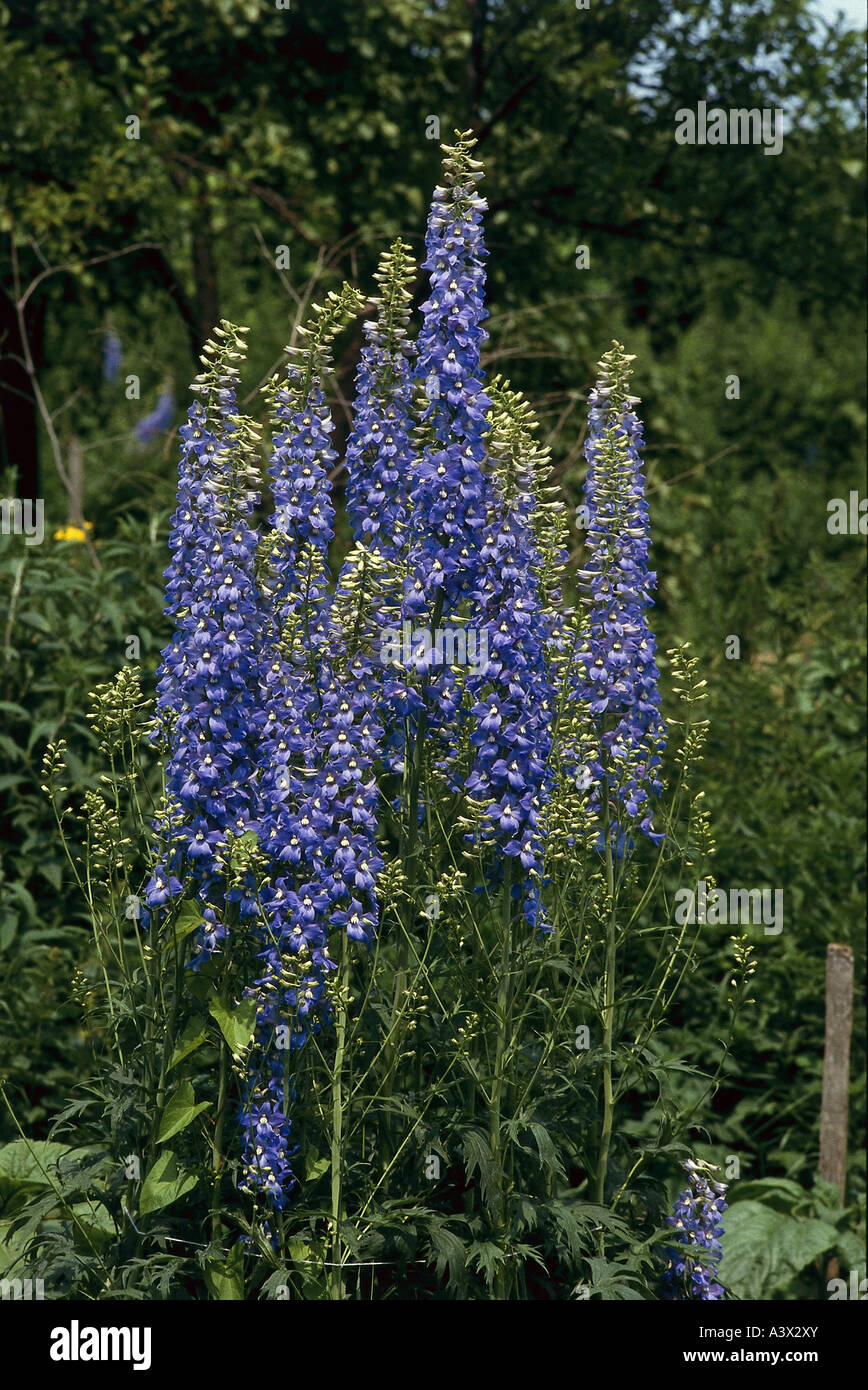 Botanique, delphinium, Dauphinelle (), la coexistence, Delphinium consolida regalis), (fleurs, champ, Ranunculaceae, Magnoliidae Ranunculales, Banque D'Images