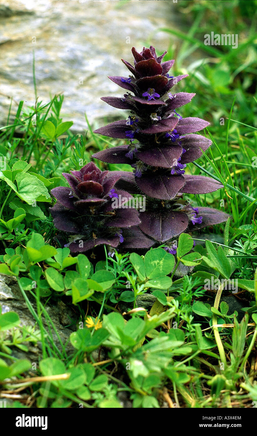 Botanique, bugle (Ajuga), pyramidale Bugle (Ajuga pyramidalis), sur la roche, Labiatae, Lamiaceae, Asteridae Lamiales,, Banque D'Images