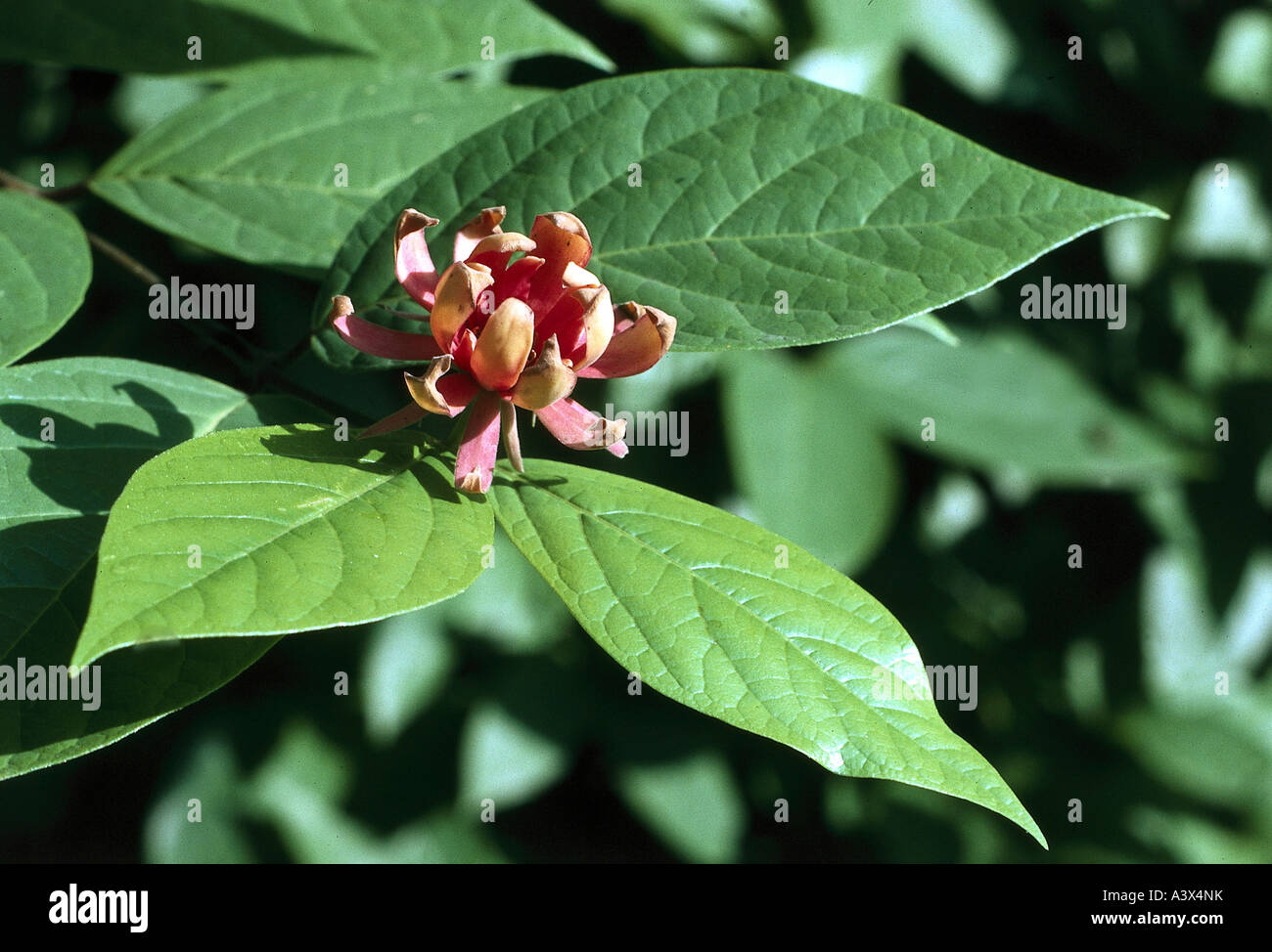 La botanique,, spicebush (Liriodendron tulipifera), oranger, rouge, fleurs, feuilles, feuilles, Calycanthaceae, buisson, arbuste, sweet, sweet arbuste Banque D'Images