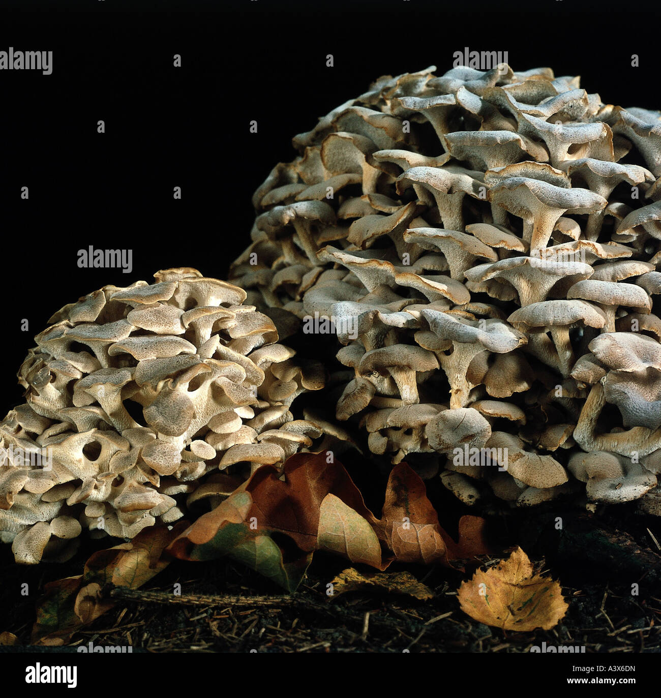 Botanique, champignons, Polyporales, (Polyporus), poule des bois, (Grifola frondosa) sur woodground, les jeunes, les champignons comestibles, parasite, Banque D'Images