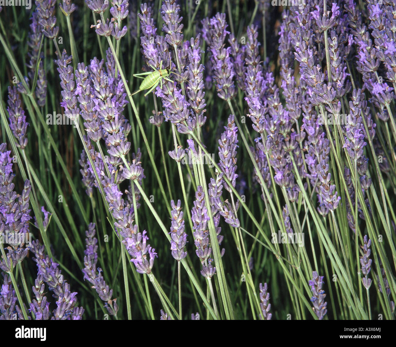 La botanique, lavande, commune (Lavendula angustifolia), champ de lavande, détail : lavande, fleurs, Provence, France, Europe, grassho Banque D'Images