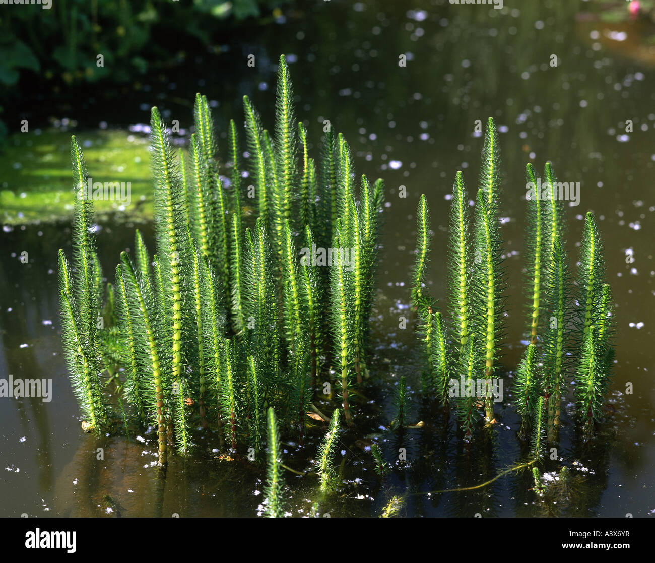 'La botanique, Hippuris, 'commun Mare's Tail' (Hippuris vulgaris), plante dans l'eau, Plantaginaceae, Mare, aquatique, ' Banque D'Images