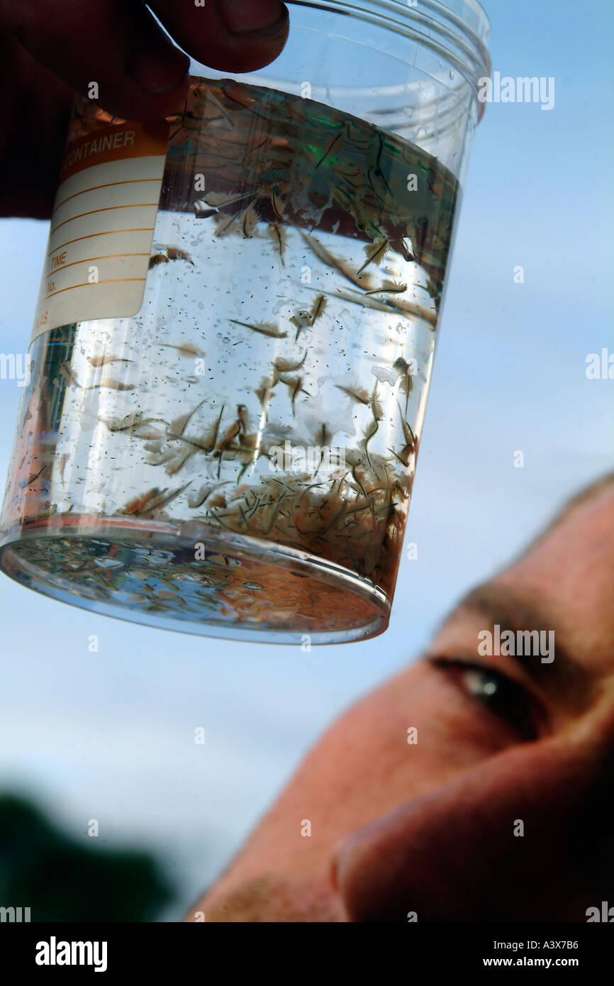 La recherche scientifique, les petits organismes dans un pot, photo par Bruce Miller Banque D'Images