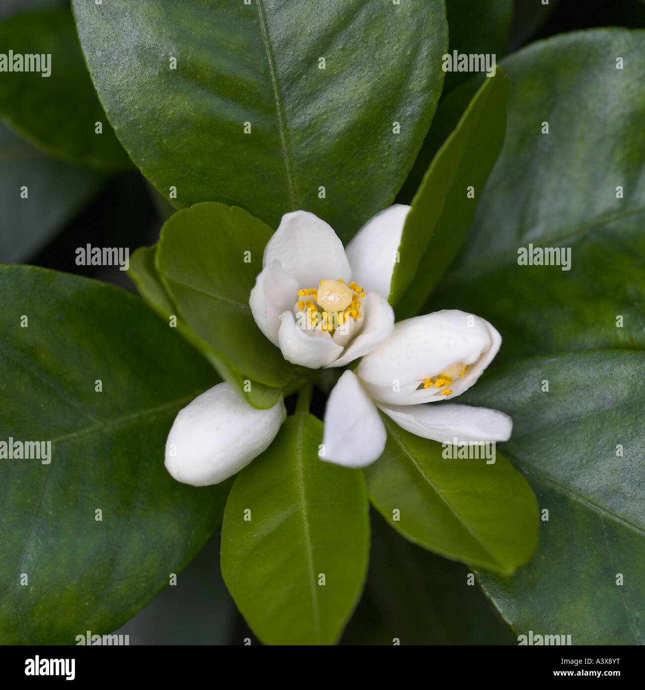 Citrus reticulata x Pursta fleurs mandarin Banque D'Images