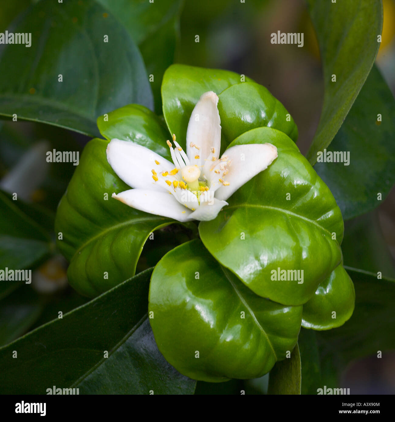 Citrus aurantium Bouquet de fleur fleur d'Orange amère et laisse l'huile de néroli source Banque D'Images