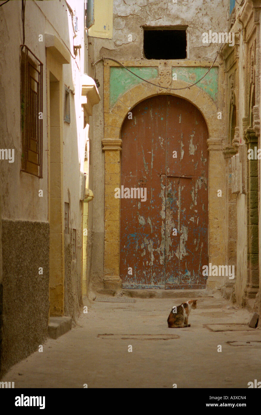 Cat solitaire dans une rue, Fes, Maroc Banque D'Images