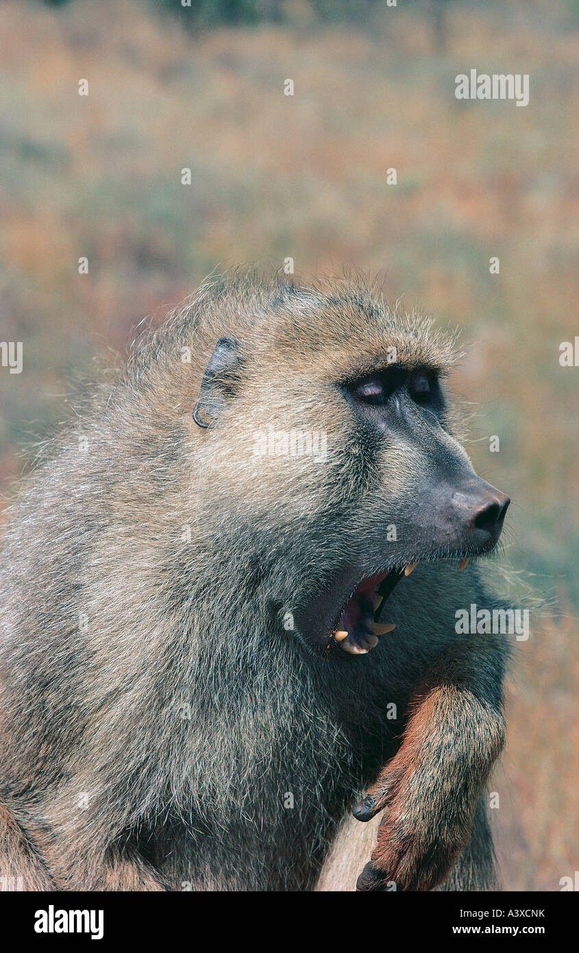 Le bâillement babouin jaune près de Manyani le parc national du Tsavo East au Kenya Banque D'Images
