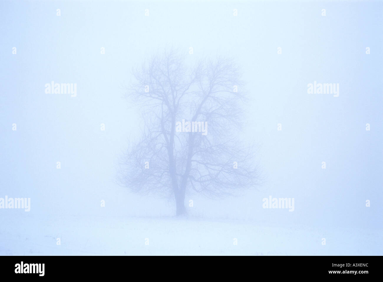 arbre dans le brouillard Banque D'Images