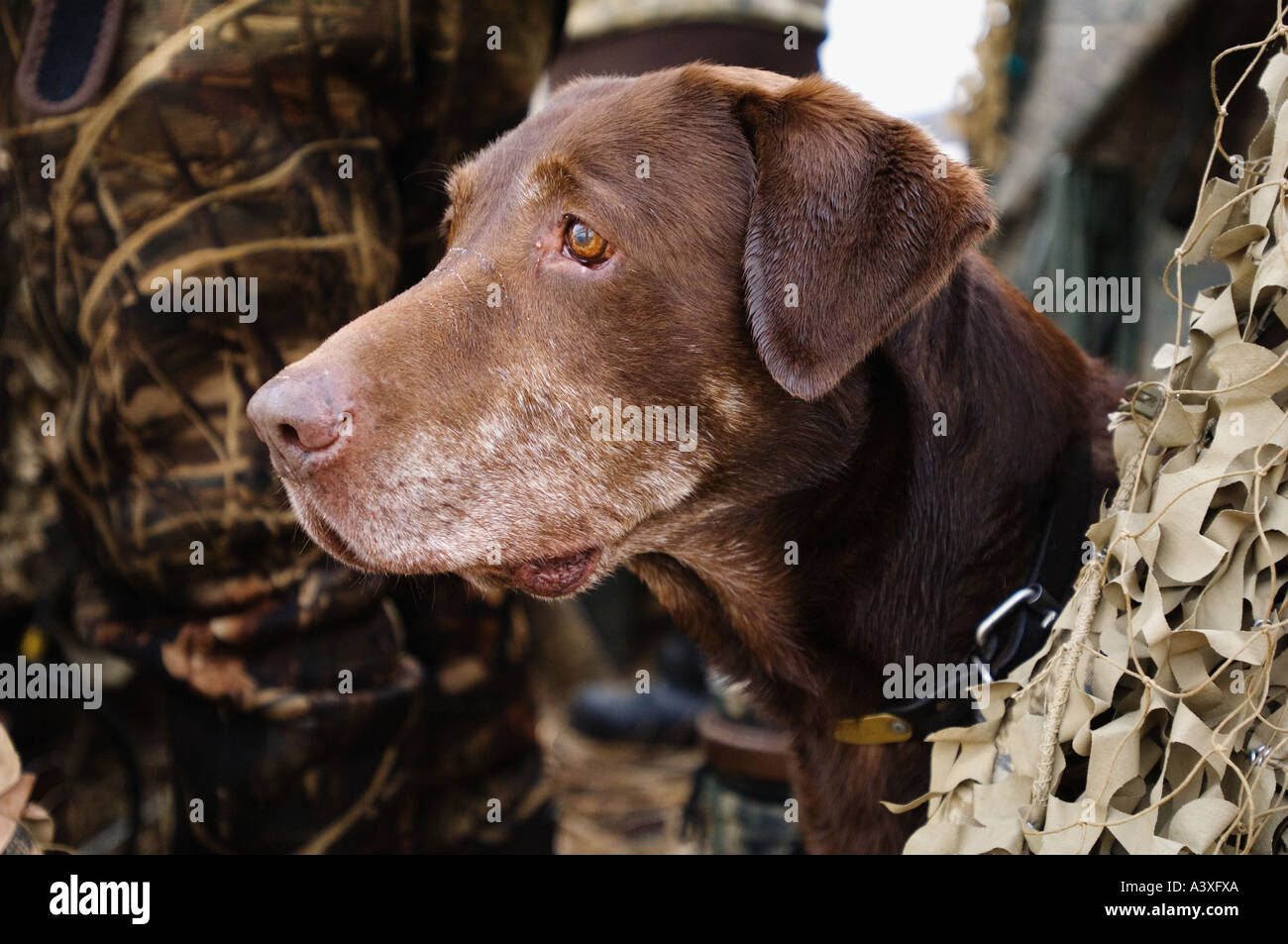 Labrador Retriever Chocolat vétéran Peering Out de la chasse aux Oies Canard aveugle avec Look Intense Hardy Lake Southern Indiana Banque D'Images