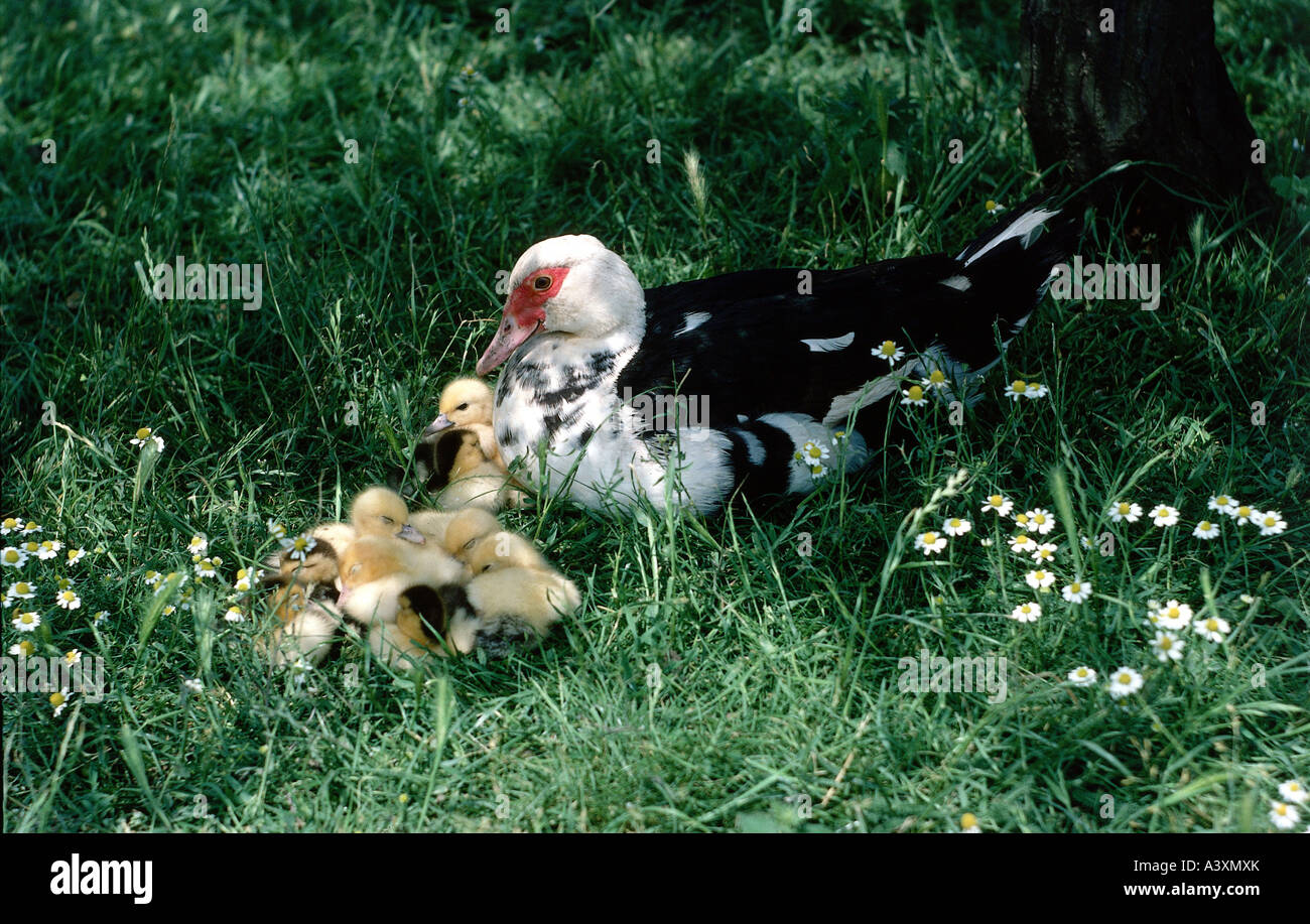 Zoologie / animaux / oiseau, aviaire, canard de Barbarie (Cairina moschata), avec chick en vertu de l'arbre dans l'herbe, la distribution : Centrale- et SO Banque D'Images