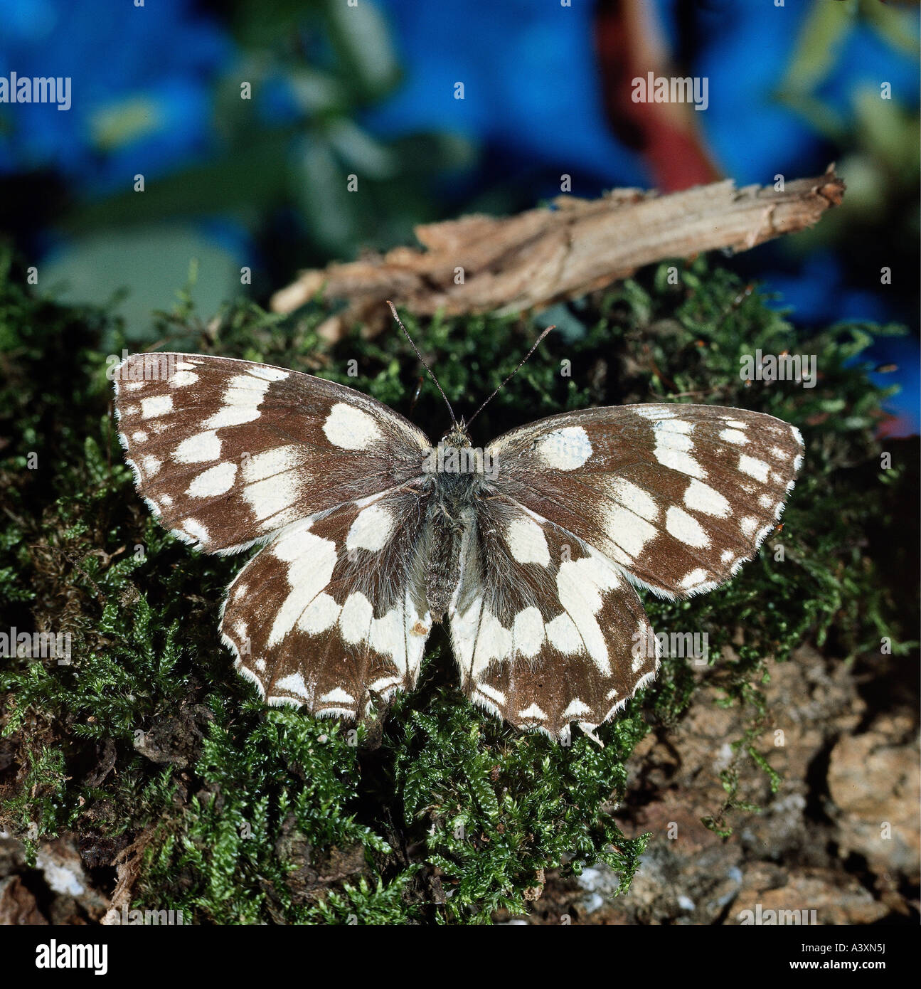 Zoologie / animaux, insectes, papillons, marbré de blanc, (Melanargia galanthea woodground), sur, la distribution : Europe, Papillon, L Banque D'Images