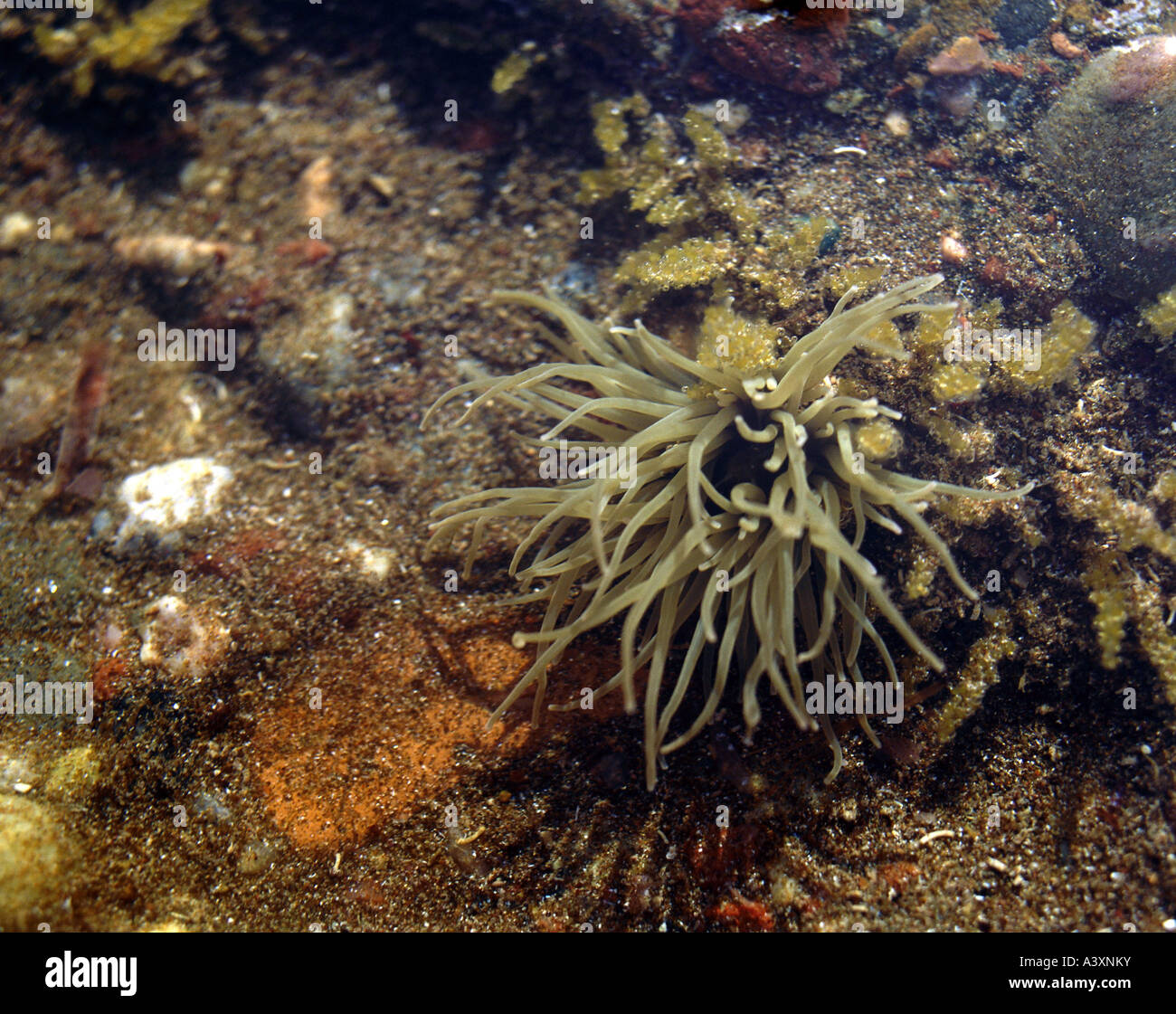 Zoologie / animaux, cnidaires, snakelocks méditerranéen, de l'anémone (Anemonia sulcata), en eau peu profonde, les tentacules, distribution : à Banque D'Images