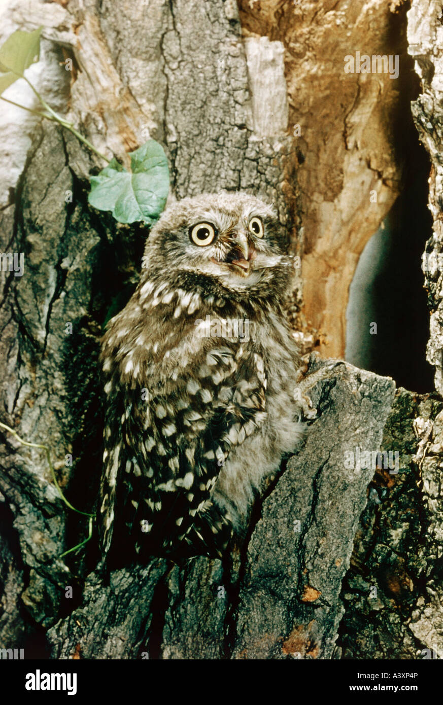 Zoologie / animaux, oiseaux aviaire /, Chouette chevêche, Athene noctua (arbre), à la frontale, tourné, la distribution : les régions tempérées de l'Europe et Banque D'Images