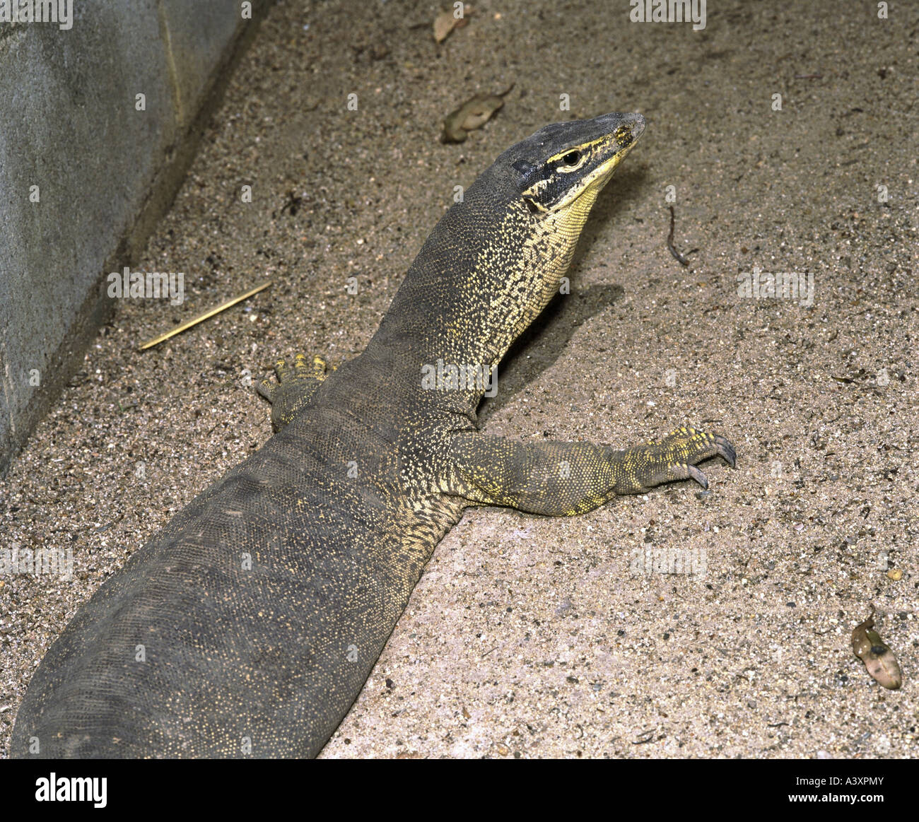 Zoologie / animaux, reptiles, lézards, sable, le goanna (Varanus gouldii), distribution : l'Australie, Australian lézard, crawle Banque D'Images