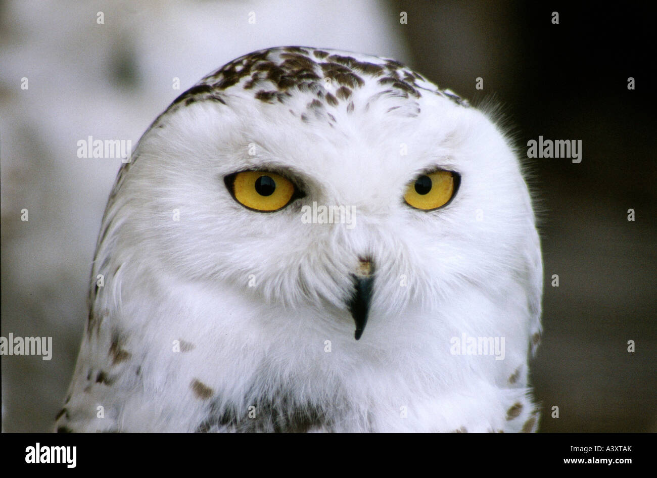 Zoologie / animaux / oiseau, aviaire, Harfang des neiges (Nyctea scandiaca), femme, portrait, distribution : toundra arctique, oiseaux, hiboux, l'Arct Banque D'Images