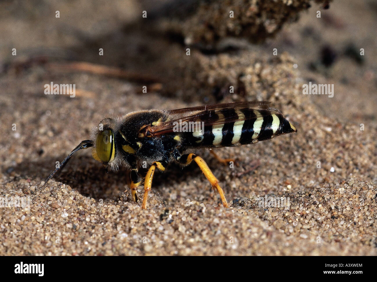 Zoologie / animaux, insectes, guêpes, Bembix rostrata, sur le sable, la distribution de masse : Europe, wasp, insecte, animal, Banque D'Images