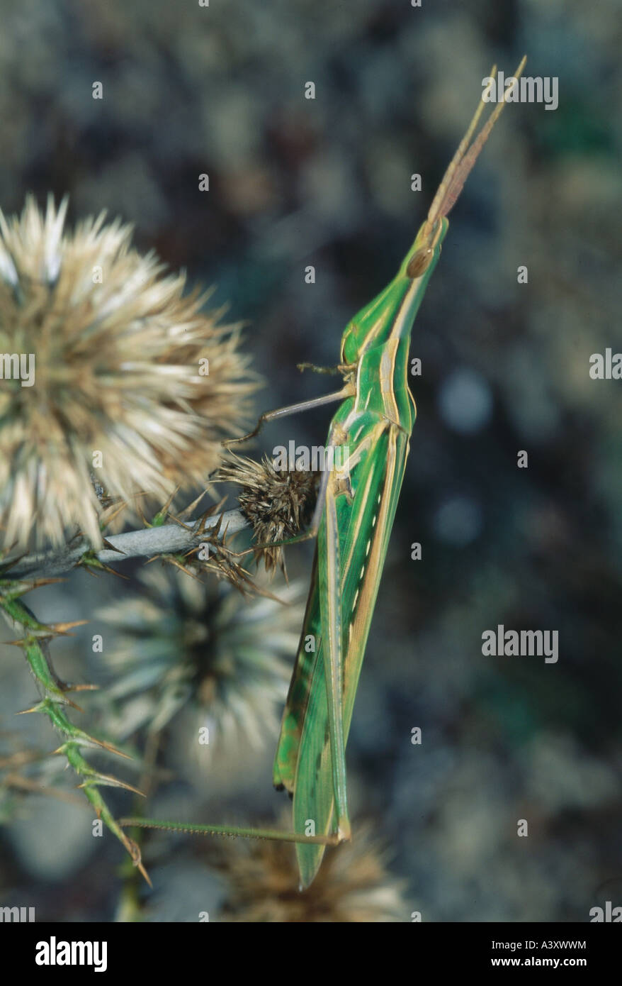 Zoologie / animaux, insectes, criquets, Truxalis nasuta, assis sur thistle blossom, distribution : Méditerranée, animal, insecte, l Banque D'Images