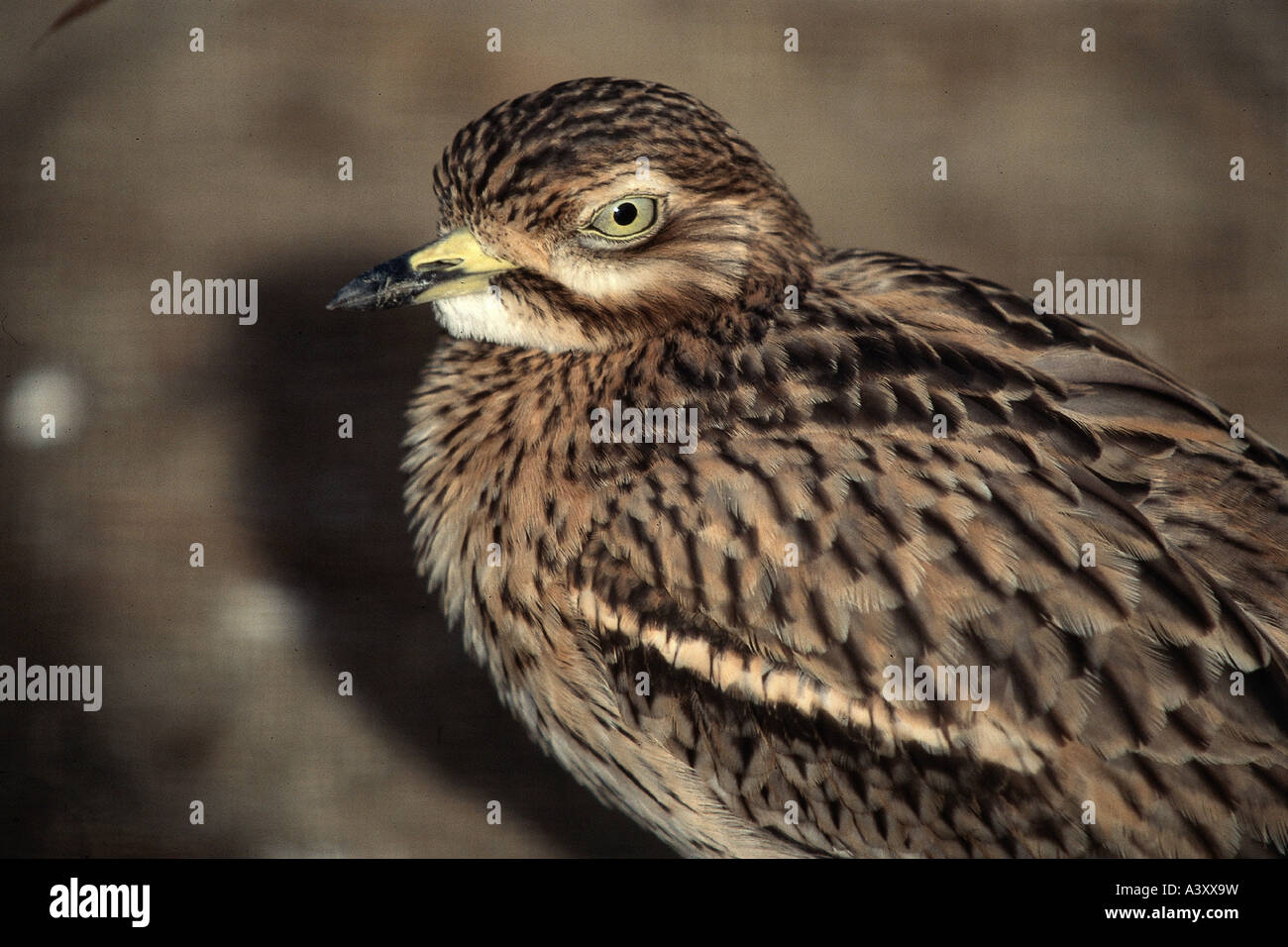 Zoologie / animaux / oiseaux aviaire, repéré, Dikkop, (Burhinus capensis), partielle tourné, répartition géographique : Afrique, animal, oiseau, Cape e Banque D'Images