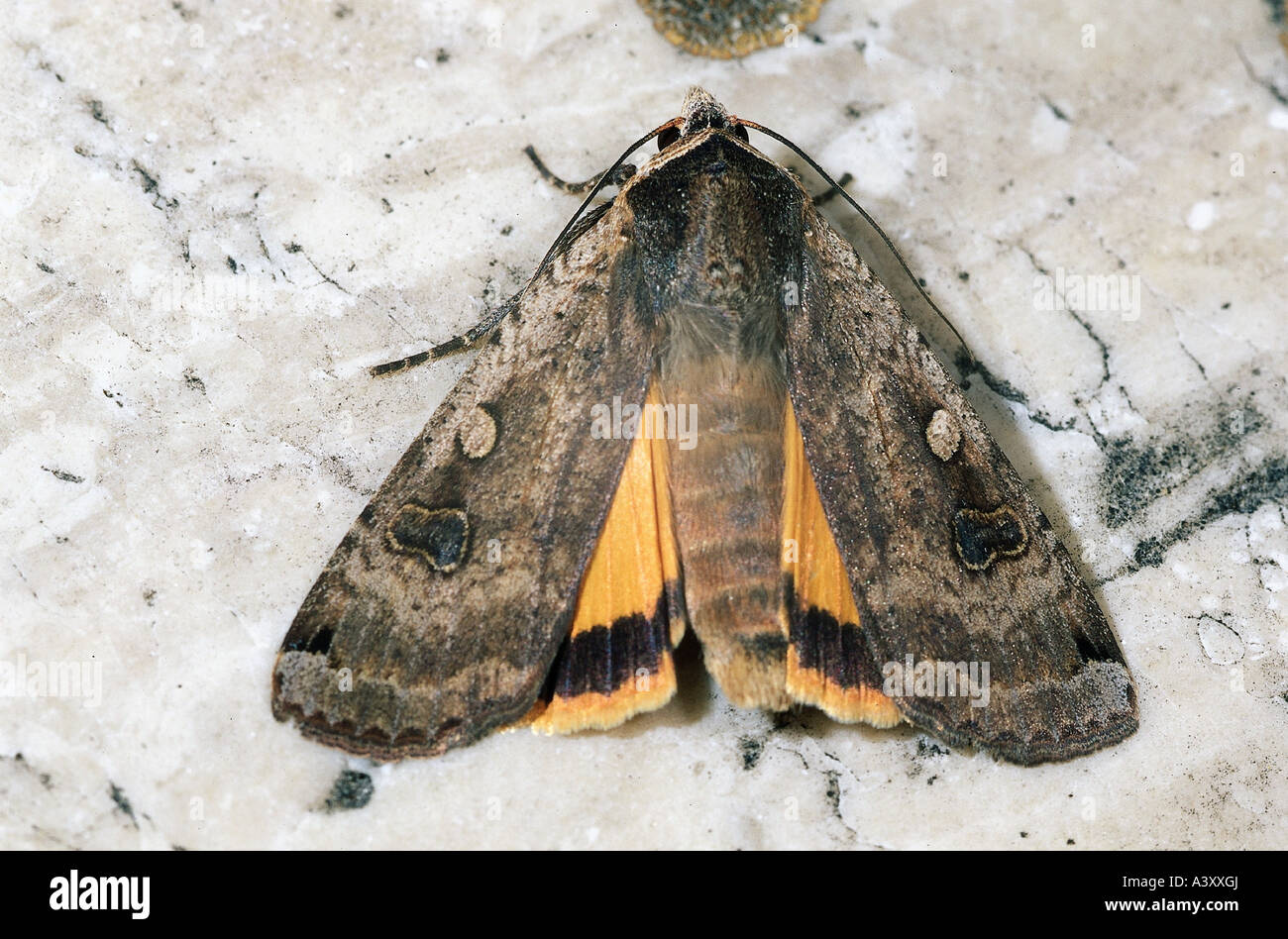 Zoologie / animaux, insectes, papillons, de grandes ailes jaunes, (Noctua pronuba), à l'écorce des arbres, la distribution : Europe, papillon Banque D'Images