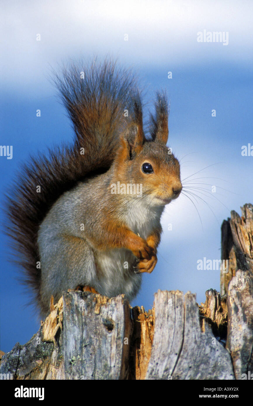 L'écureuil roux européen eurasien, l'écureuil roux (Sciurus vulgaris), assis, l'Allemagne, Bade-Wurtemberg Banque D'Images