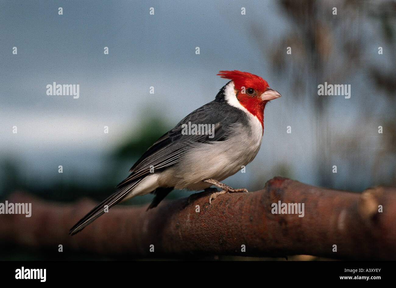 Zoologie Animaux Oiseaux Oiseaux à Crête Rouge