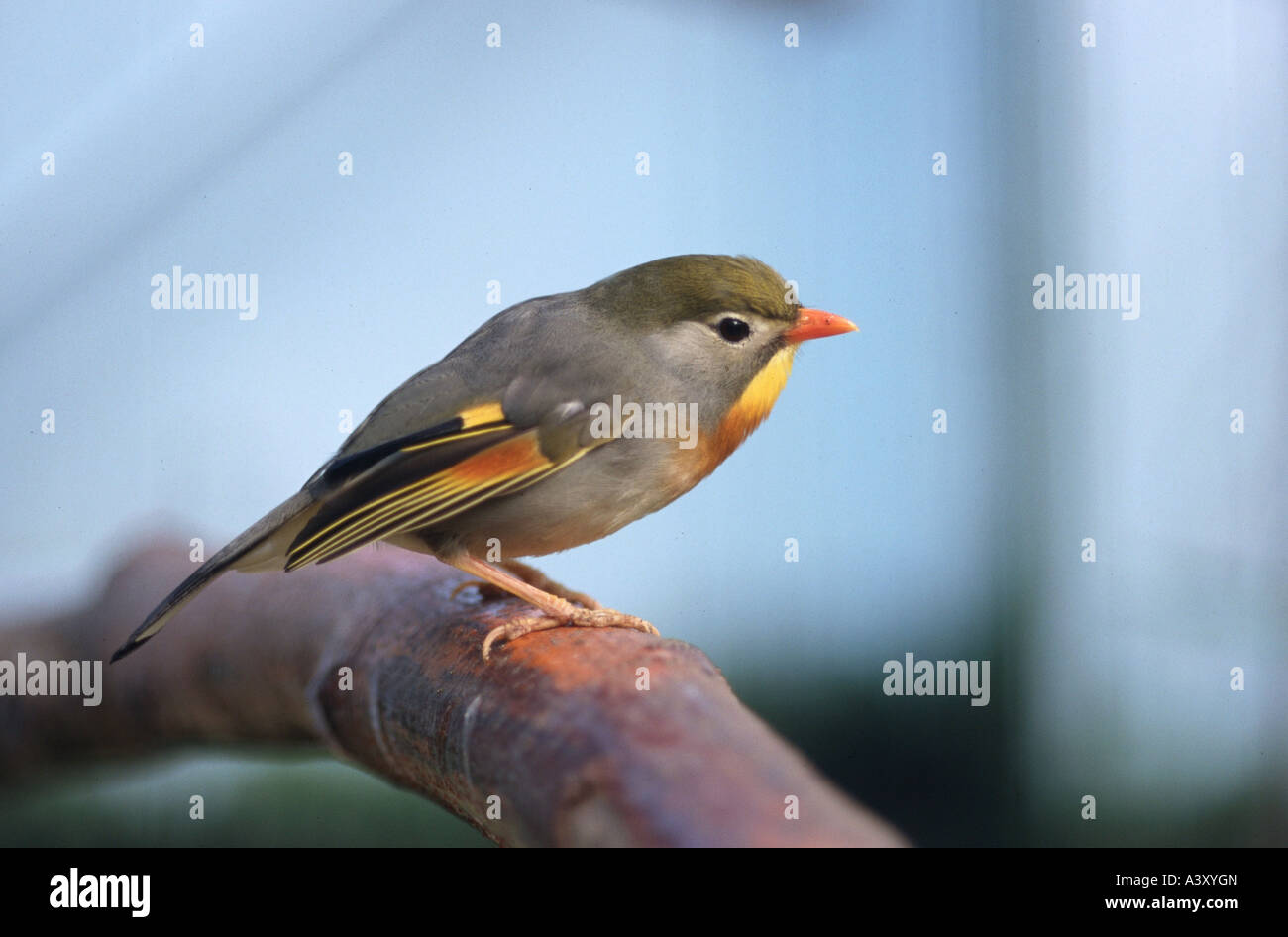 Zoologie / animaux / Oiseaux, oiseaux, Red-billed Leiothrix, (Leiothrix lutea), assis sur branche, distribution : Asie, animal, oiseau, Banque D'Images