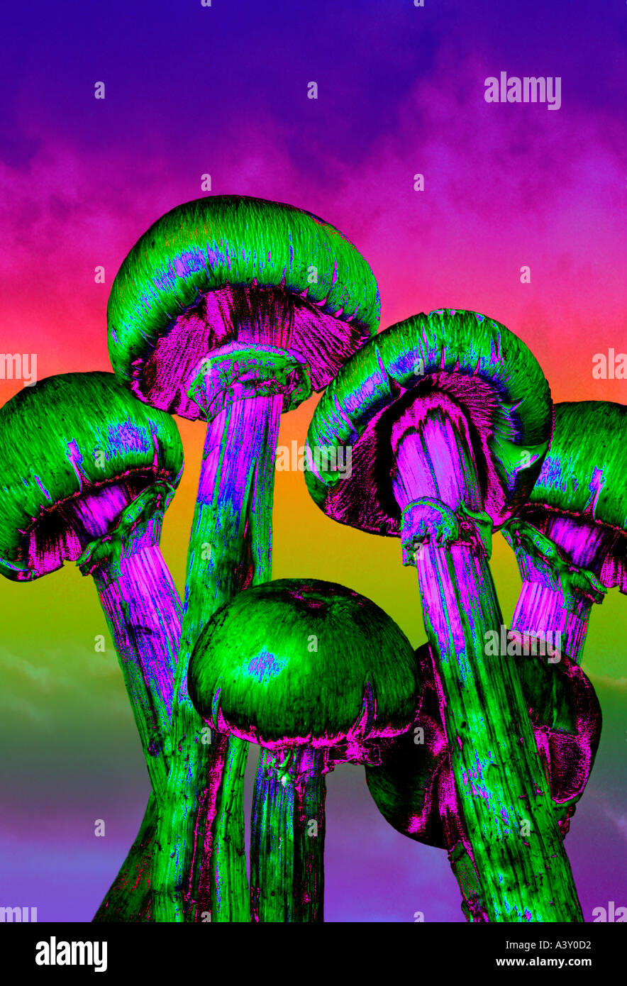 Les champignons magiques hallucinogènes Banque D'Images