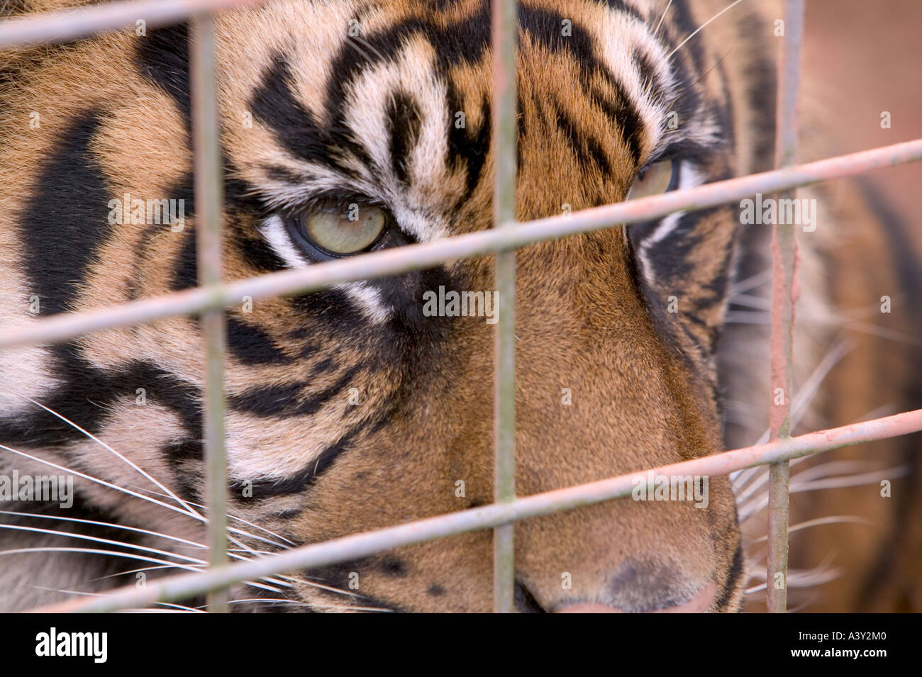 Un tigre de Sumatra à un projet d'élevage dans la région de Dalton de Furness, Cumbria, Royaume-Uni Banque D'Images