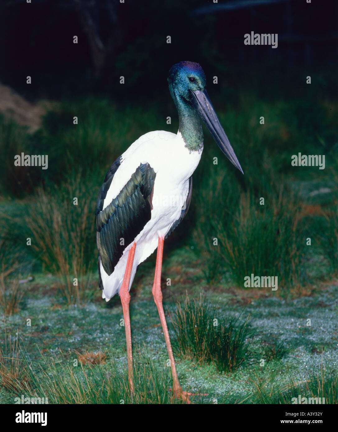 Zoologie / animaux / Oiseaux, oiseaux, Black-necked Stork (Ephippiorhynchus asiaticus,), debout dans l'herbe, distribution : Inde, Nort Banque D'Images