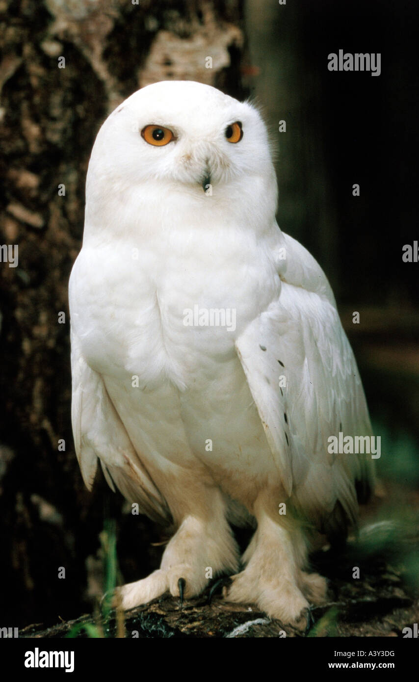 Zoologie / animaux / oiseau, aviaire, Harfang des neiges (Nyctea scandiaca), homme, close-up, la distribution : la toundra arctique, les oiseaux, les hiboux, de l'Arctique Banque D'Images