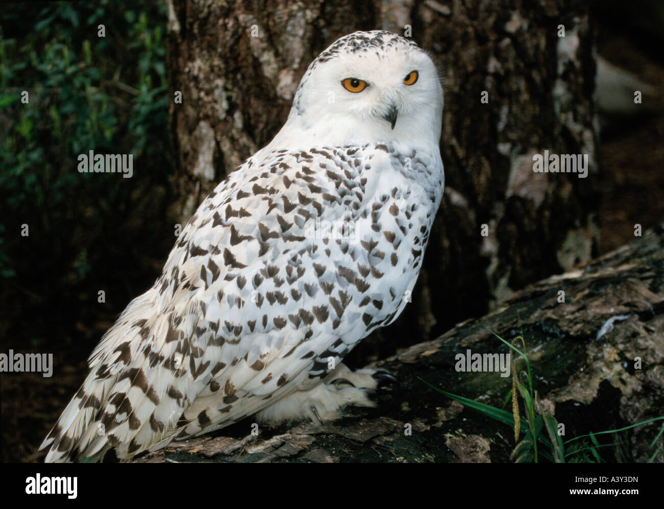 Zoologie / animaux / oiseau, aviaire, Harfang des neiges (Nyctea scandiaca), femelle sur tronc d'arbre, distribution : toundra arctique, oiseaux, hiboux, Banque D'Images
