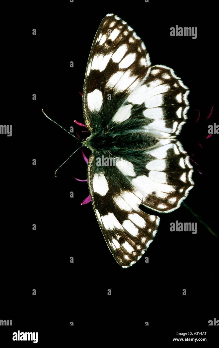 Zoologie / animaux, insectes, papillons, marbré de blanc, (Melanargia galanthea), sur blossom, distribution : Europe, papillon, Lepi Banque D'Images