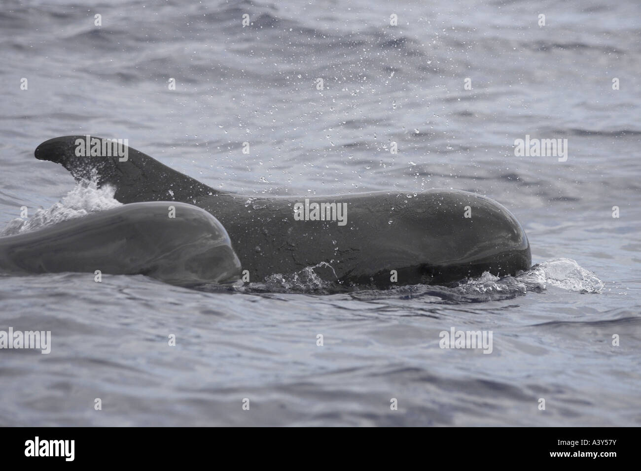 Bref, globicéphale, le requin baleine pothead, globicéphales globicéphale du Pacifique, blackfish (Globicephala macrorhynchus), deux Banque D'Images