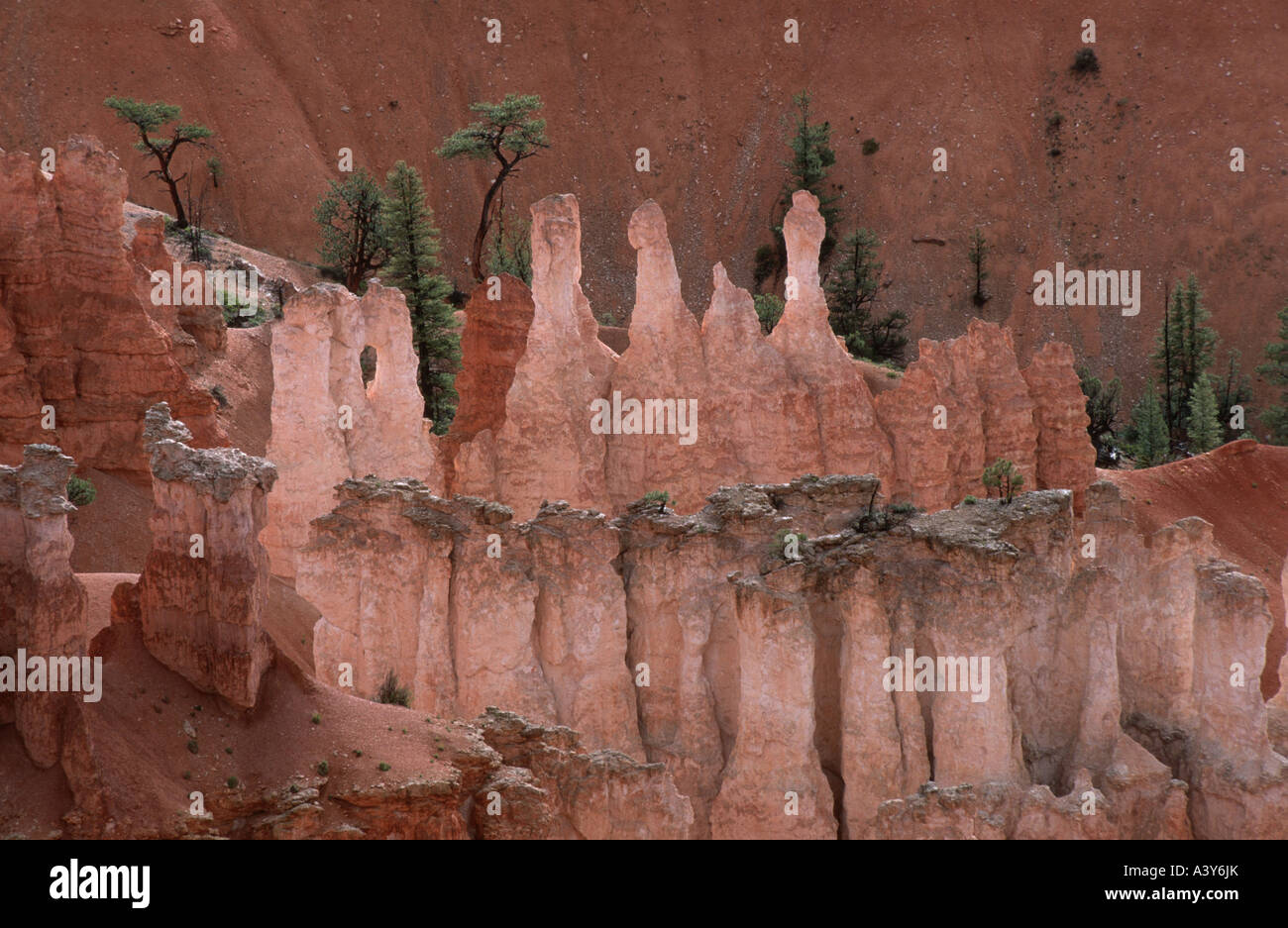 Le pin (Pinus edulis), Bryce Canyon Modèle d 'érosion de grès, USA, Utah, Bryce Canyon NP, plateau Paunsaugunt Banque D'Images