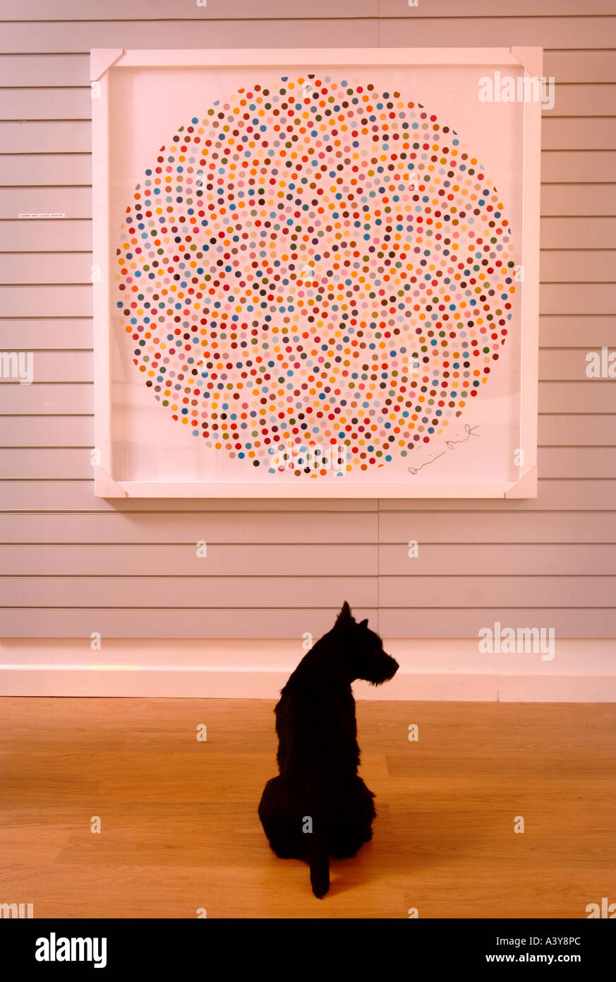 Un SCOTTISH TERRIER NOIR SEMBLE ÊTRE L'AFFICHAGE D'UN Damien HIRST DOT PAINTING INTITULÉ VALIUM DANS UNE GALERIE D'ART D'EYESTORM Banque D'Images