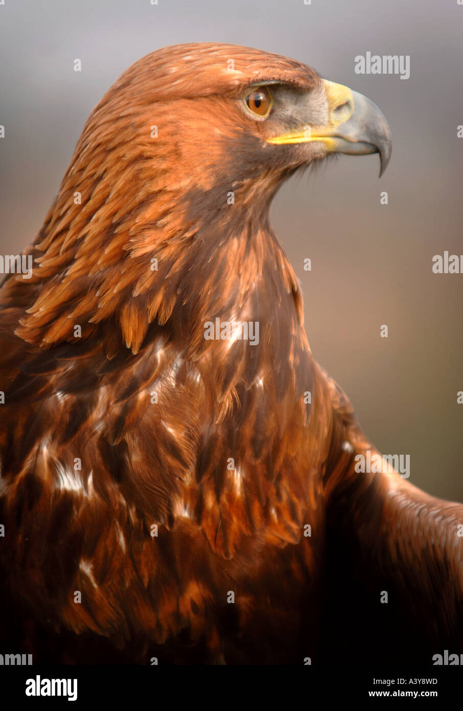 Aigle royal avec proie Banque de photographies et d’images à haute résolution Alamy