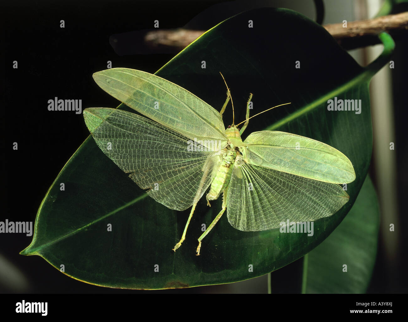 Zoologie / animaux, insectes, neoptera, green bush-cricket, (onomorcleus cretaceus), sur feuille, distribution : Assam, Inde, animal, Banque D'Images