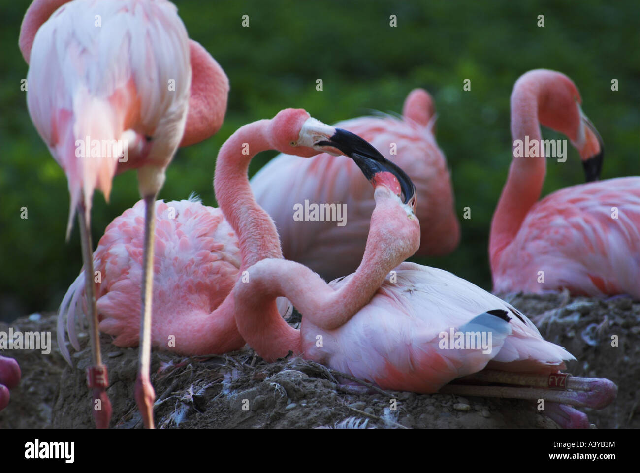 Colonie de reproduction de flamants roses Banque de photographies et d ...