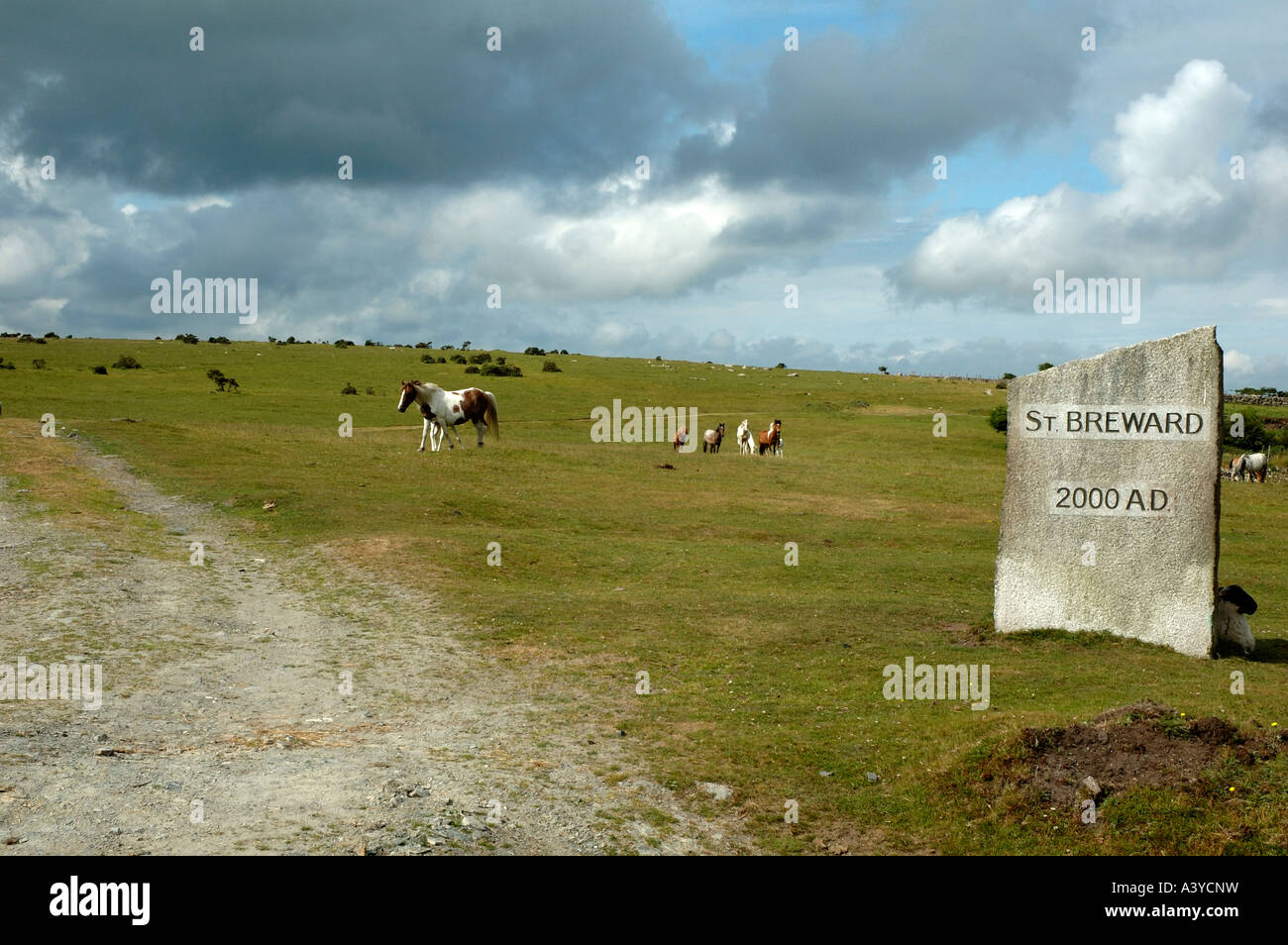 Par Millenium poneys à St Pierre Breward sur Cornwall Bodmin Moor Banque D'Images