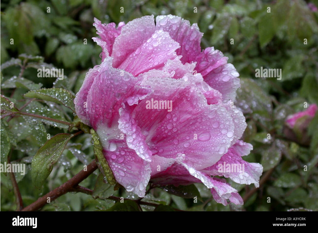 La pivoine (Paeonia suffruticosa arbre), fleur nationale de Chine, fleur Banque D'Images