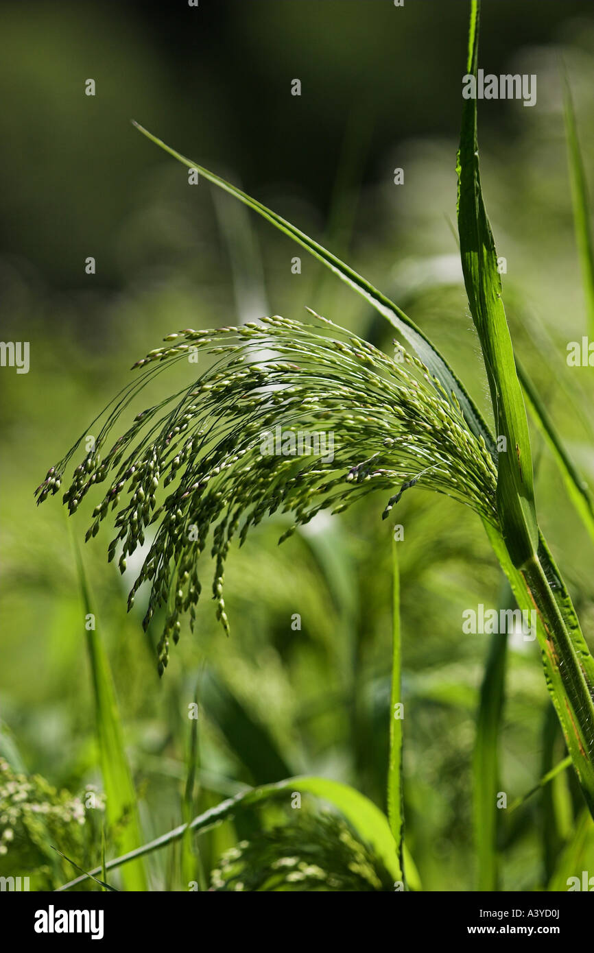 Le millet commun, millet, wild-panic millet (Panicum miliaceum), l'infructescence, Allemagne, Bade-Wurtemberg Banque D'Images