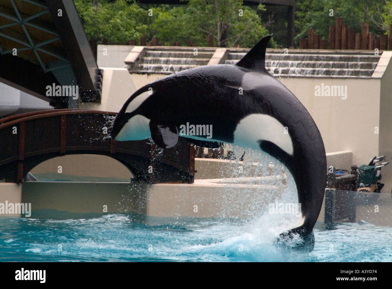 L'Orque sautant dans l'air à partir de la piscine au spectacle marin Marineland Niagara Falls Canada Amérique du Nord Banque D'Images