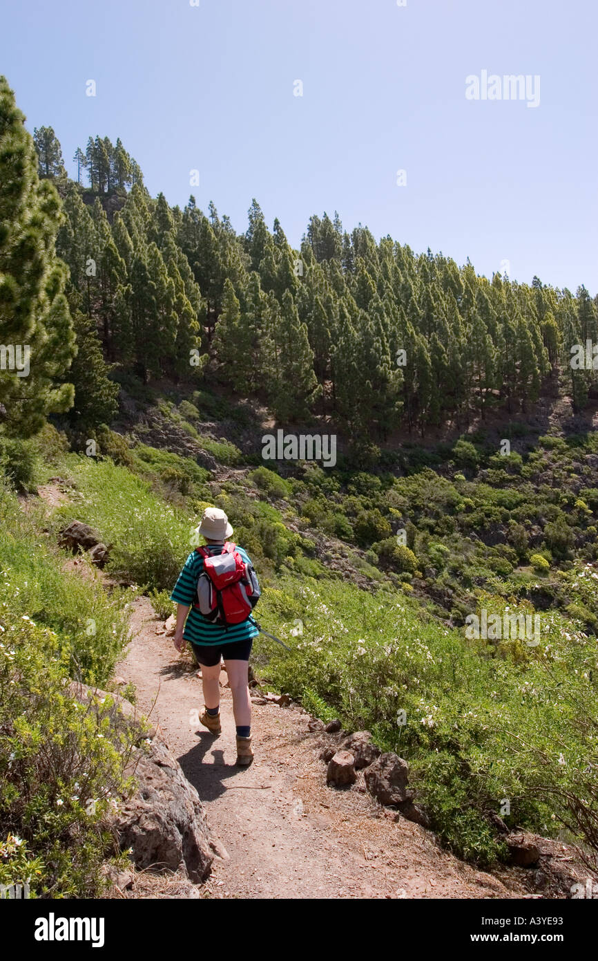 Monsieur le Parc National de Garajonay randonnées sentier près de Igualero La Gomera Banque D'Images