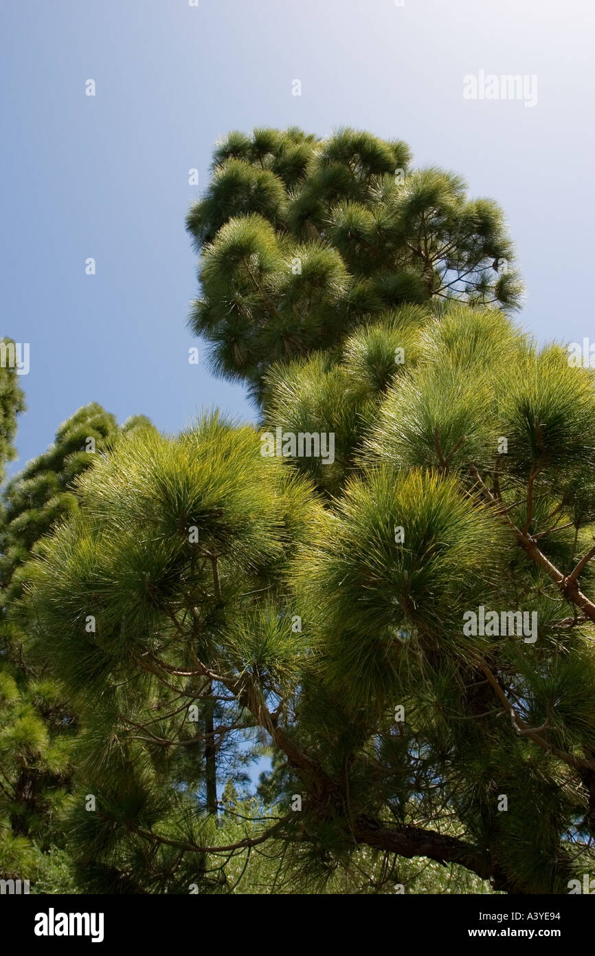 Île des Canaries pin Pinus canariensis La Gomera Banque D'Images