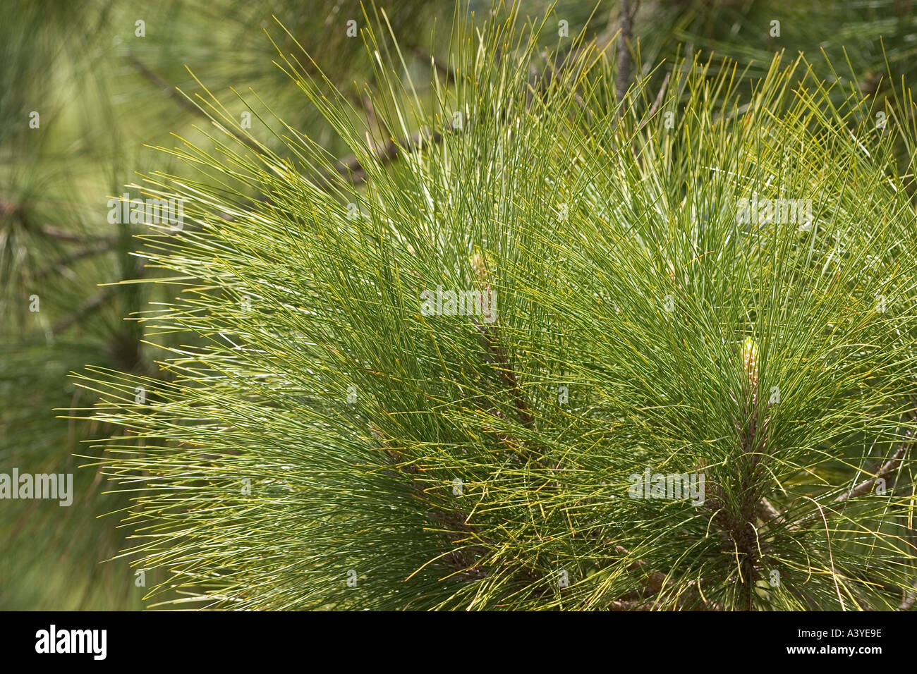 Les aiguilles de pin Pinus canariensis Canaries La Gomera Banque D'Images