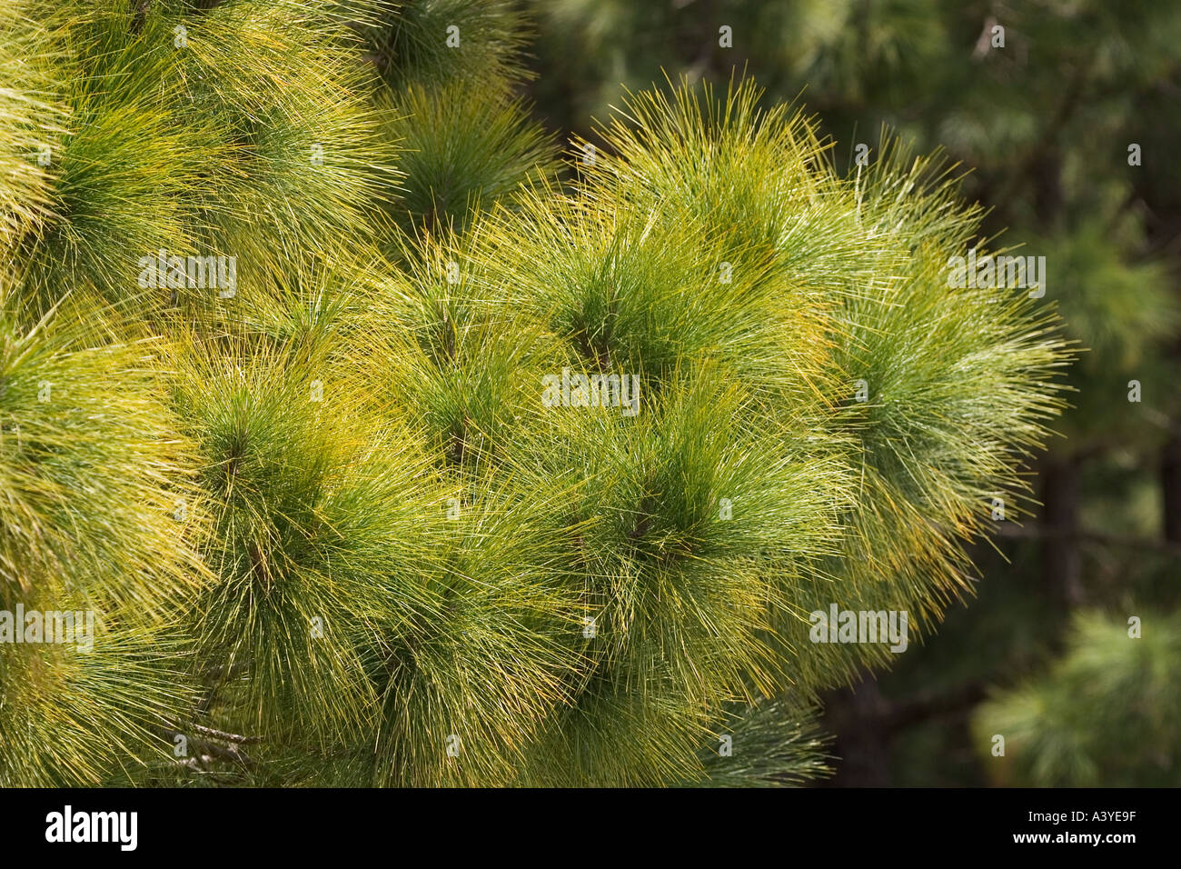 Les aiguilles de pin Pinus canariensis Canaries La Gomera Banque D'Images