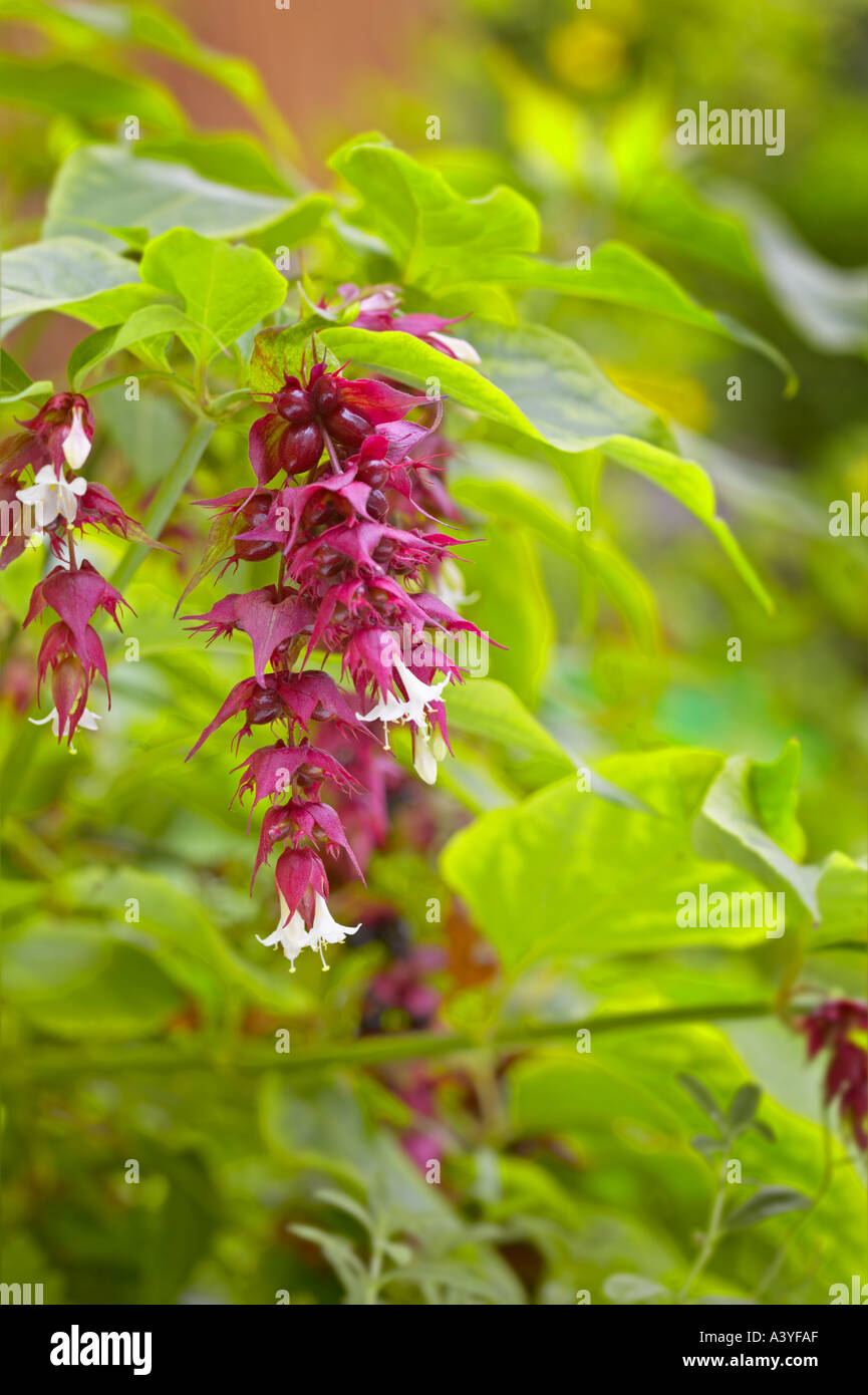 Bleeding Heart dicentra Banque D'Images